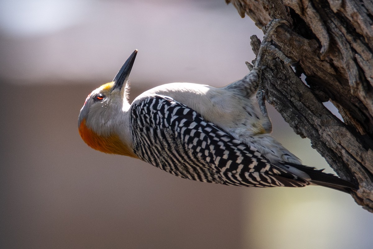 mesquitespett - ML646760543