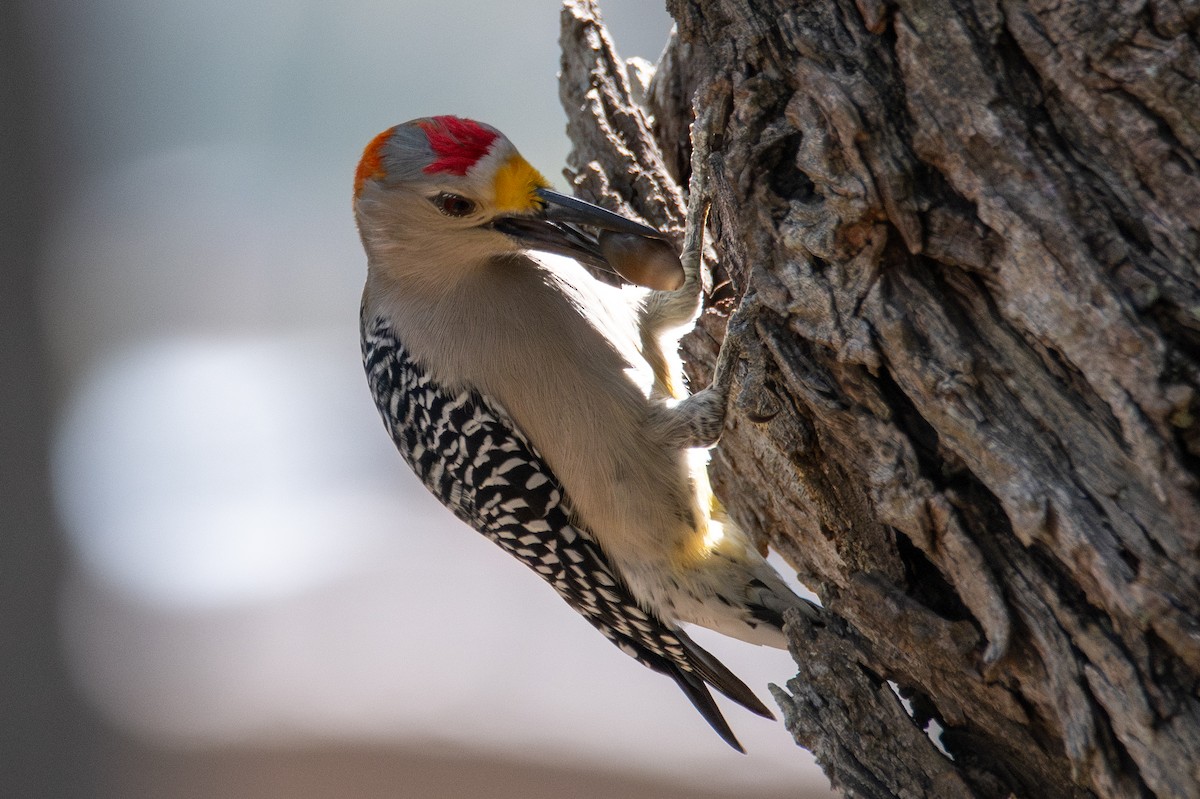 Golden-fronted Woodpecker - ML646760544