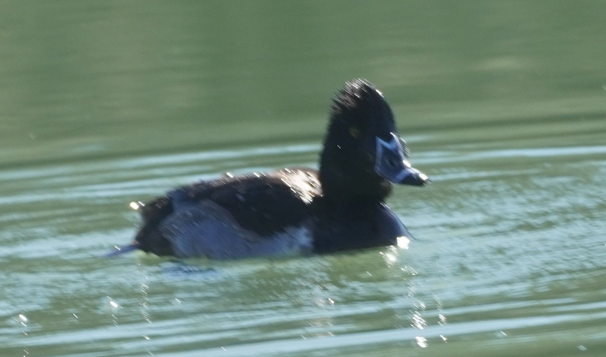 ringand - ML646760545