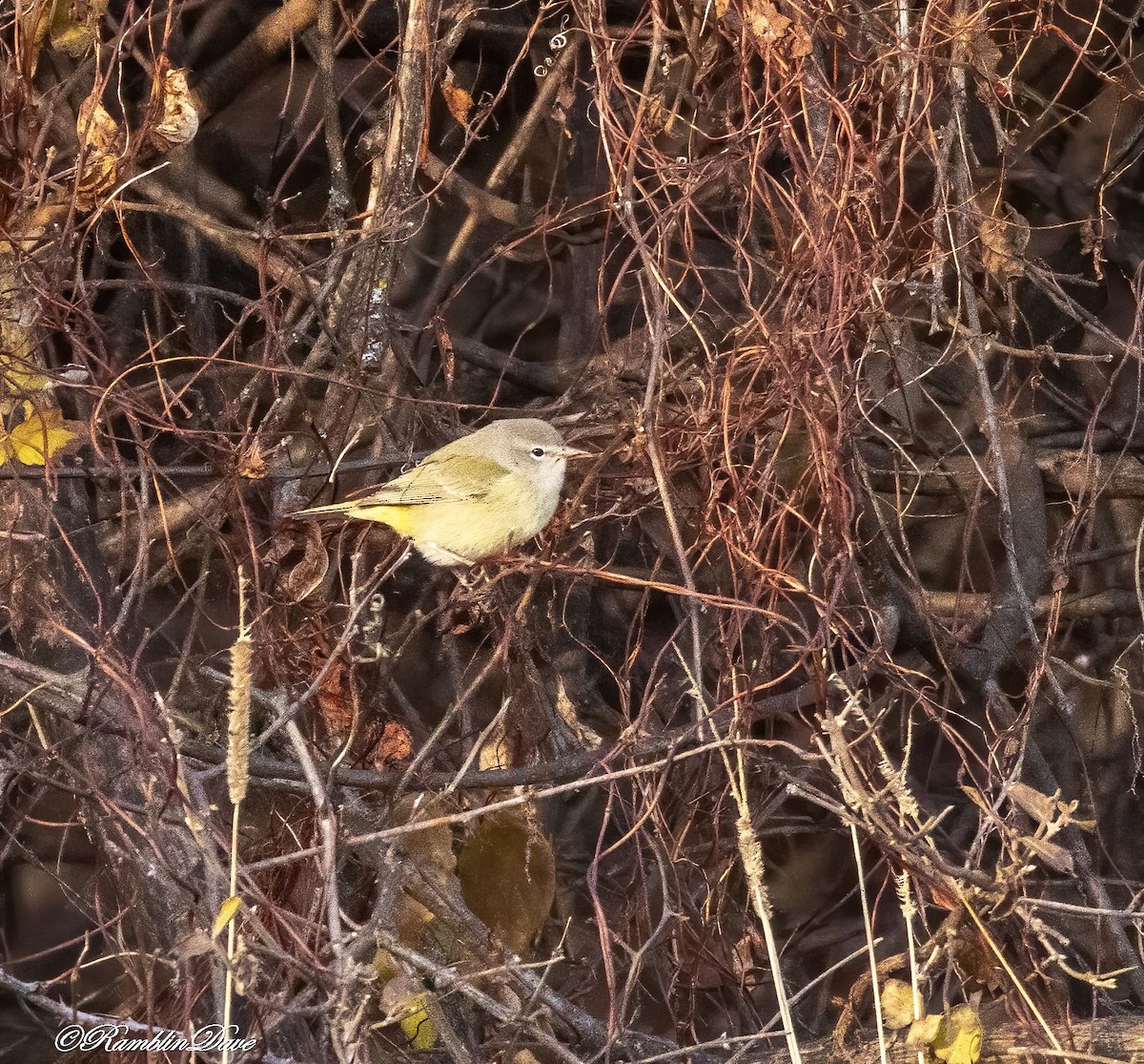 Orange-crowned Warbler - ML646760546
