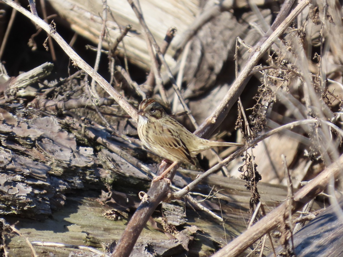 gråbrynspurv - ML646760551