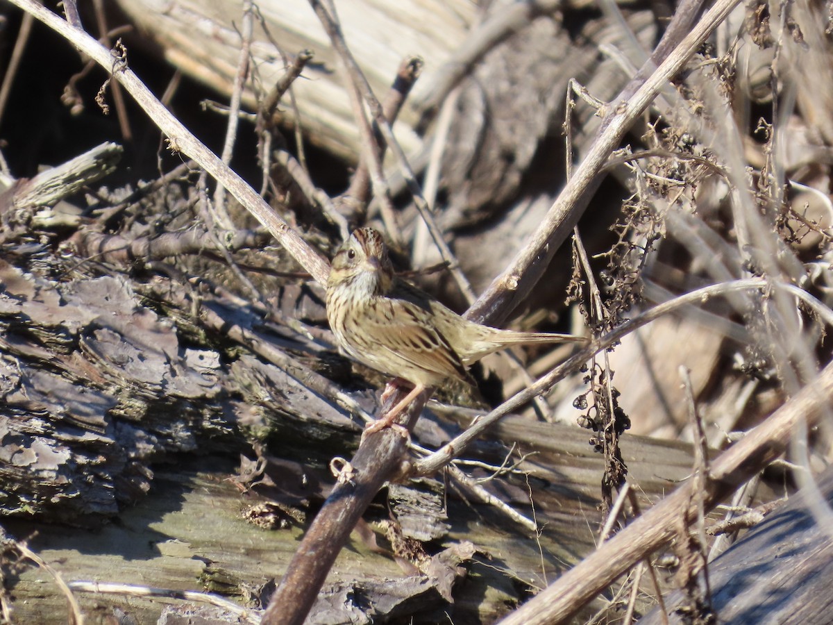 gråbrynspurv - ML646760552