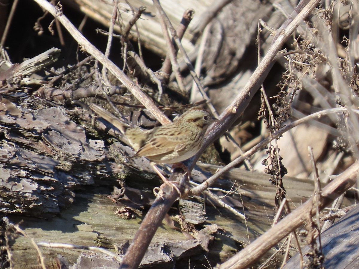 gråbrynspurv - ML646760553