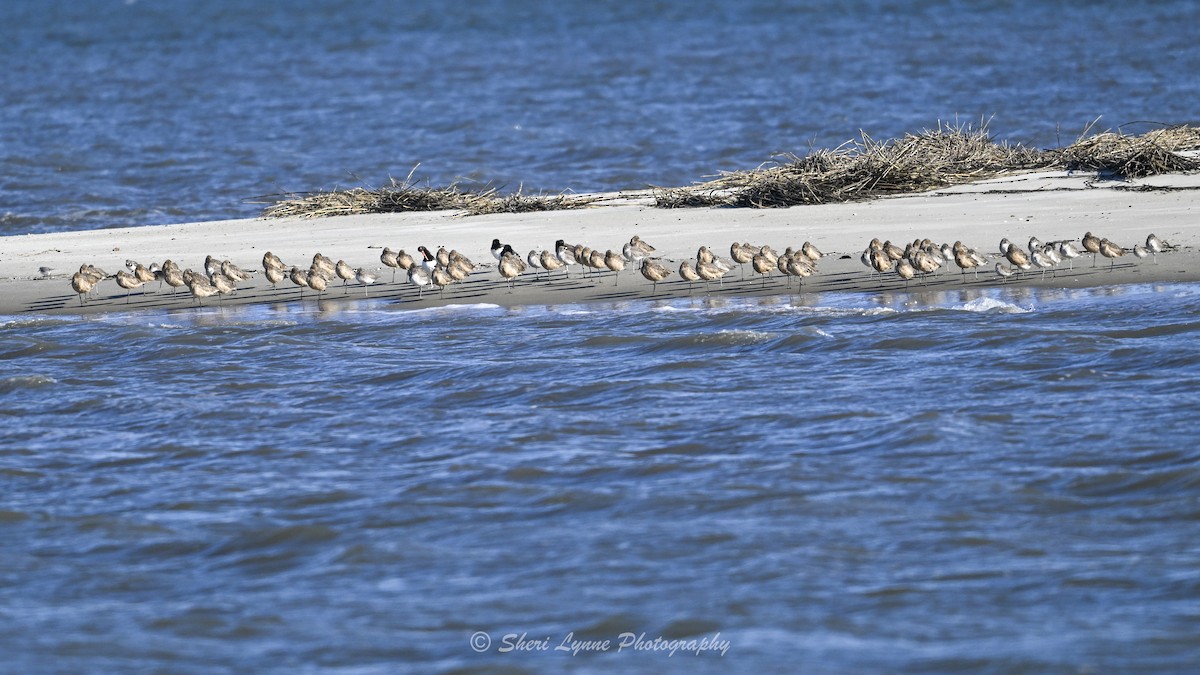 アメリカオオソリハシシギ - ML646760554