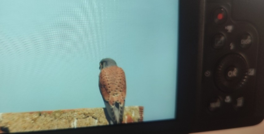 tårnfalk - ML646760555