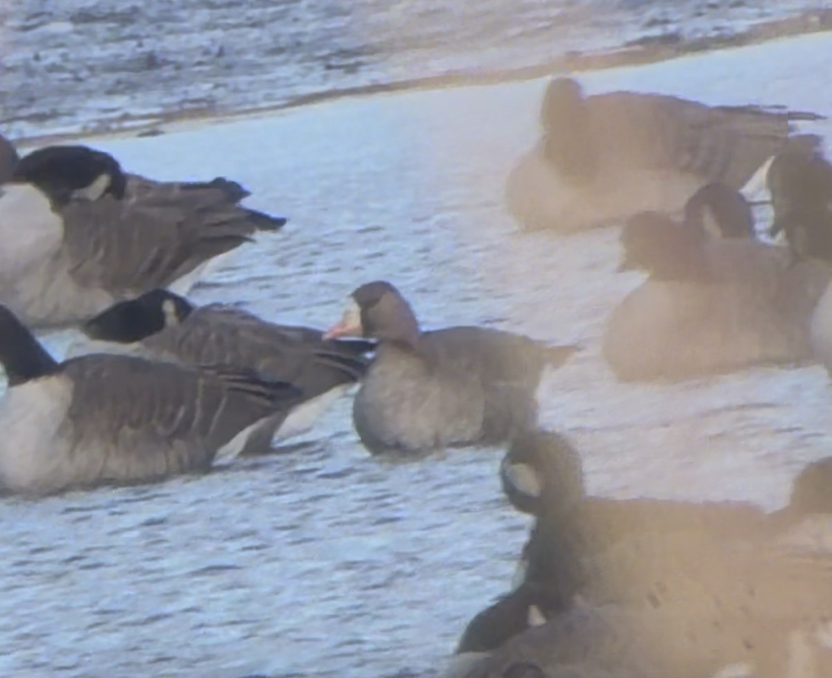 Antzara muturzuria (mendebaldekoa) - ML646760556