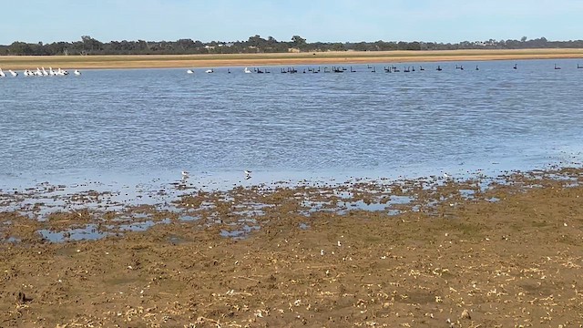 rødstrupesnipe - ML646760558