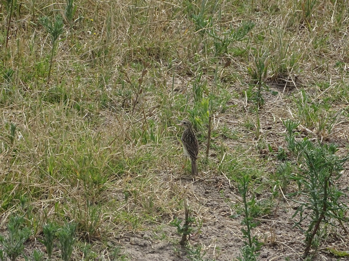 gresspiplerke - ML646760559