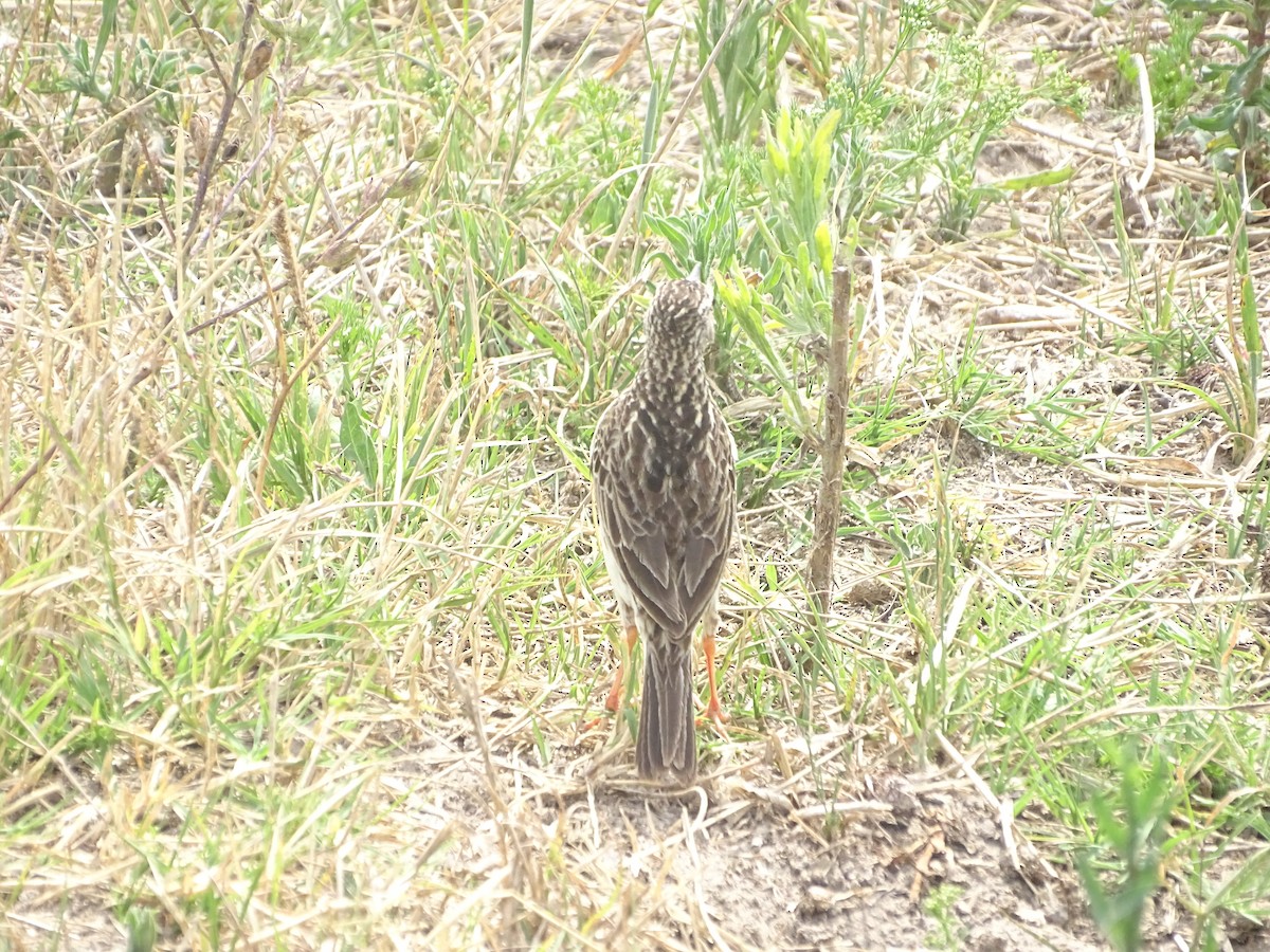 gresspiplerke - ML646760560