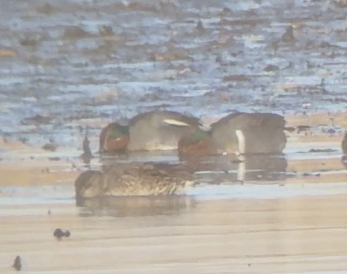 Zertzeta arrunta (eurasiarra) - ML646760561