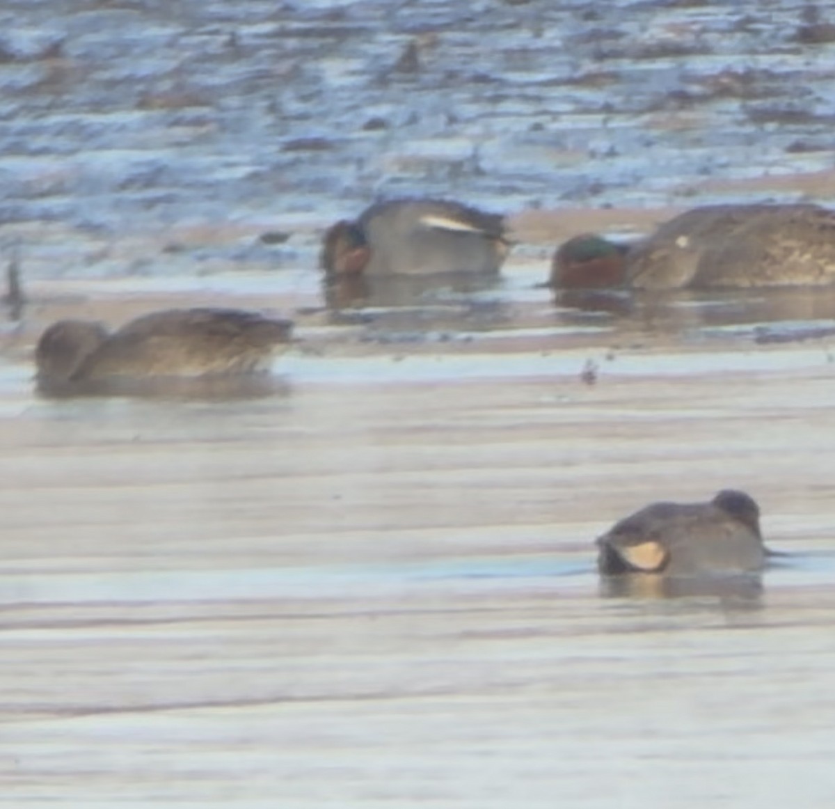 Zertzeta arrunta (eurasiarra) - ML646760562