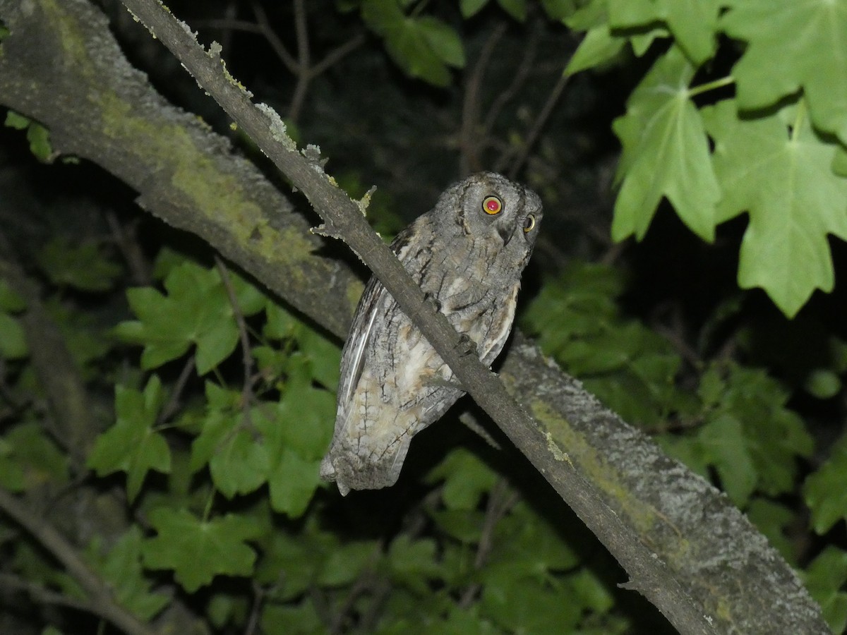 dverghornugle - ML646760564