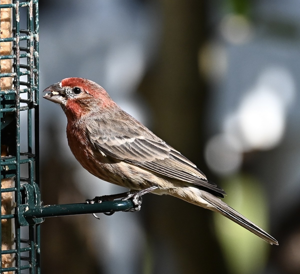 husrosenfink - ML646760566