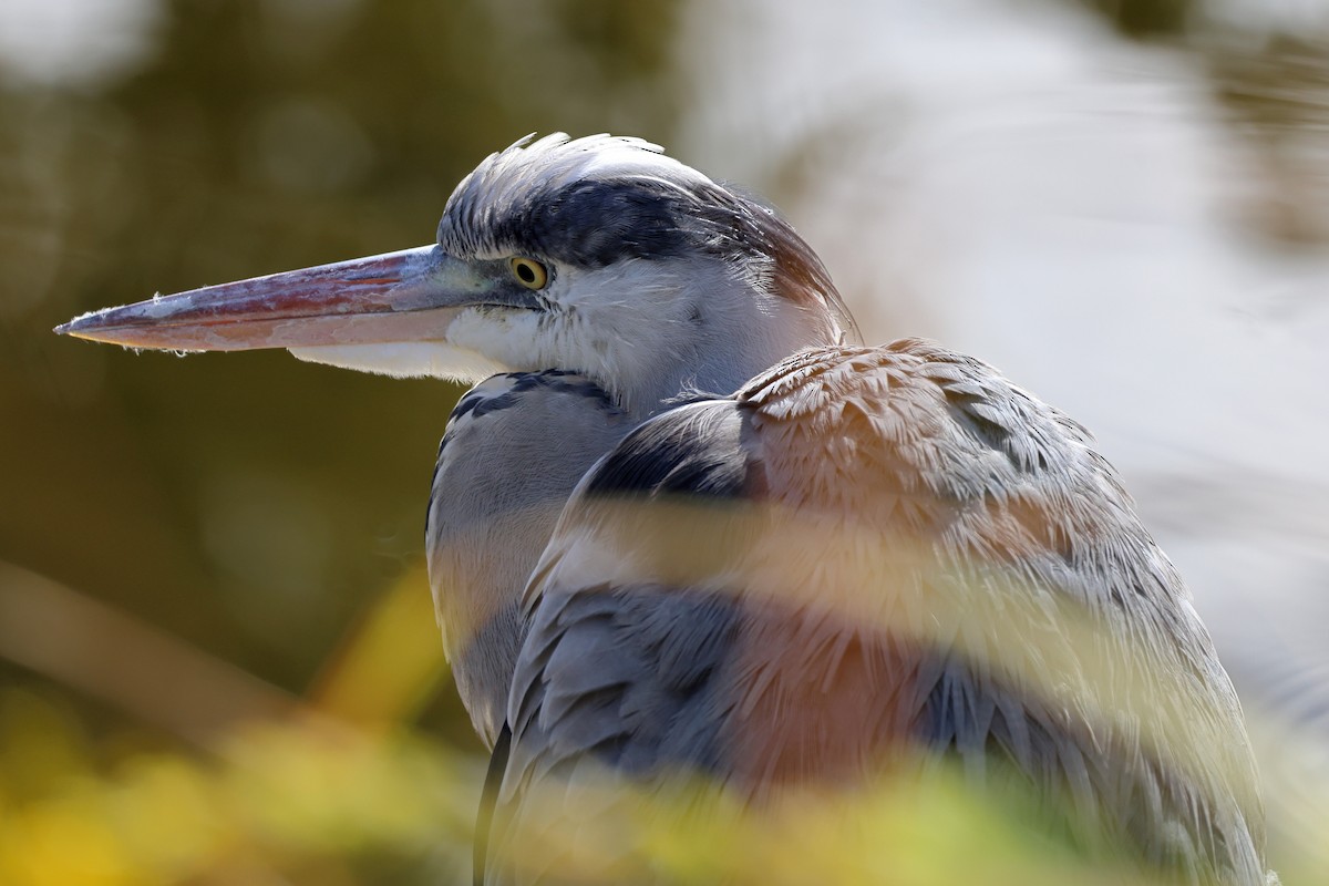 gråhegre - ML646760567