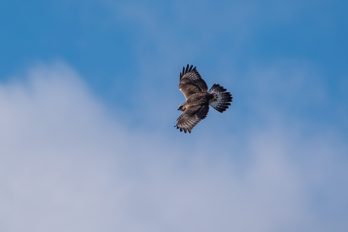 fjellvåk - ML646760568