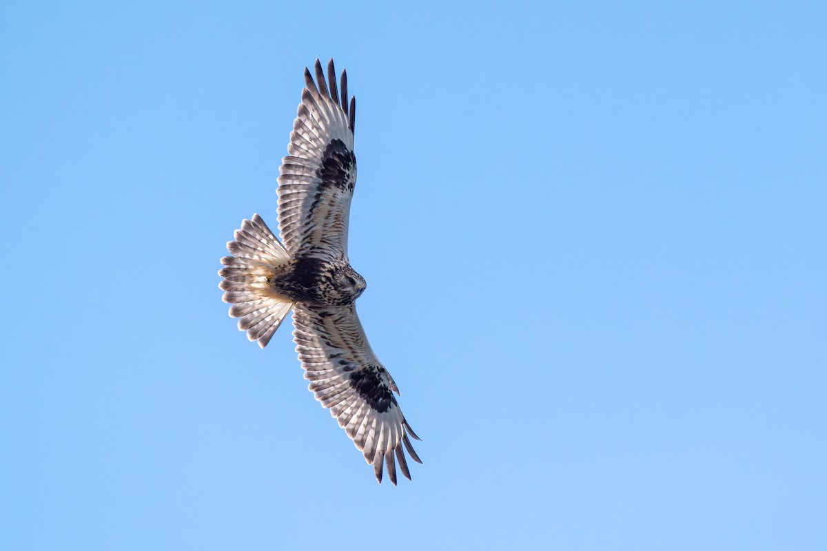 fjellvåk - ML646760569