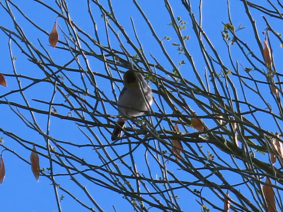 gråempid - ML646760570