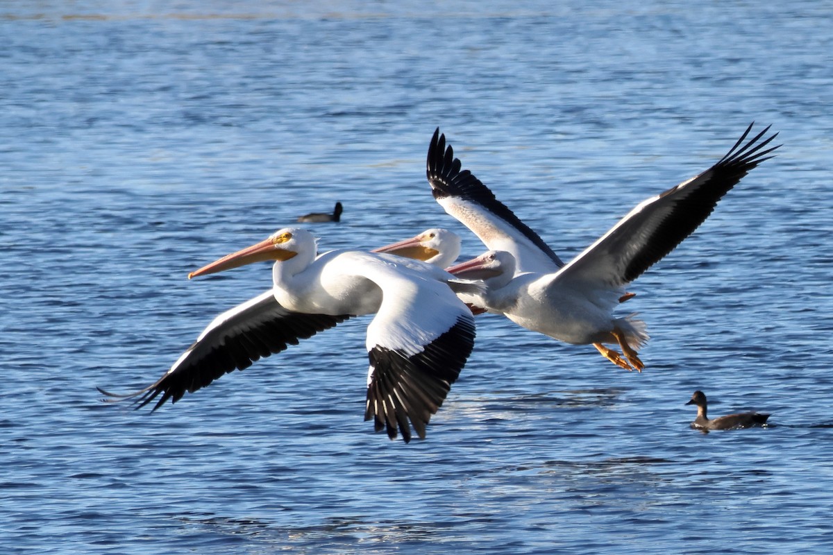 amerikapelikan - ML646760571