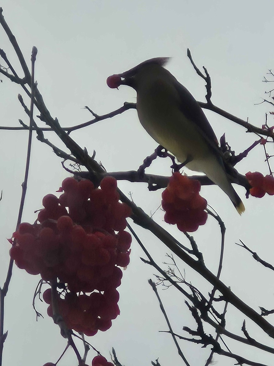 einersidensvans - ML646760581