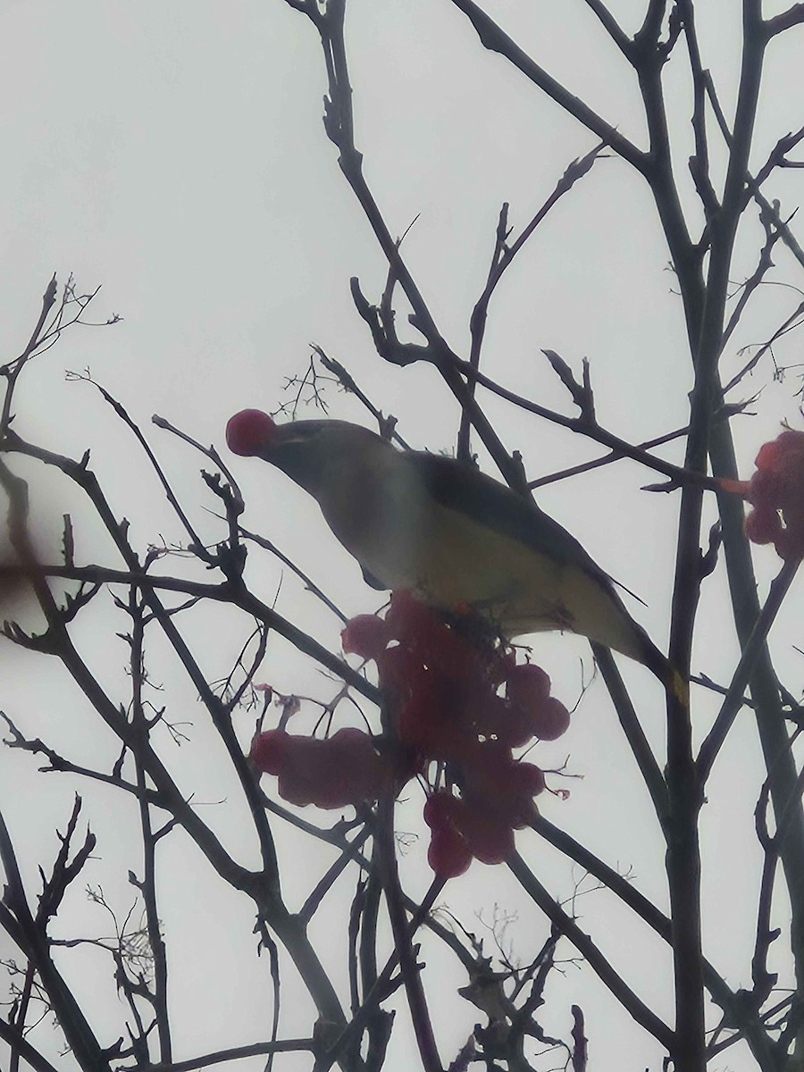 einersidensvans - ML646760582