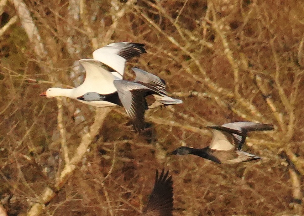 snøgås - ML646760583