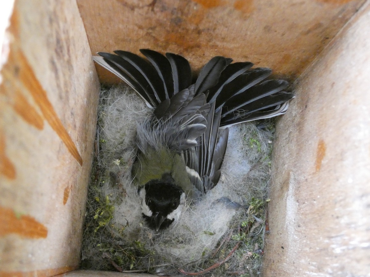 kjøttmeis - ML646760586