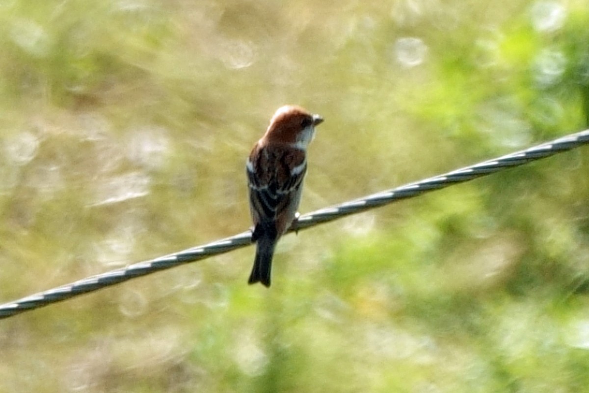 kanelspurv - ML646760588