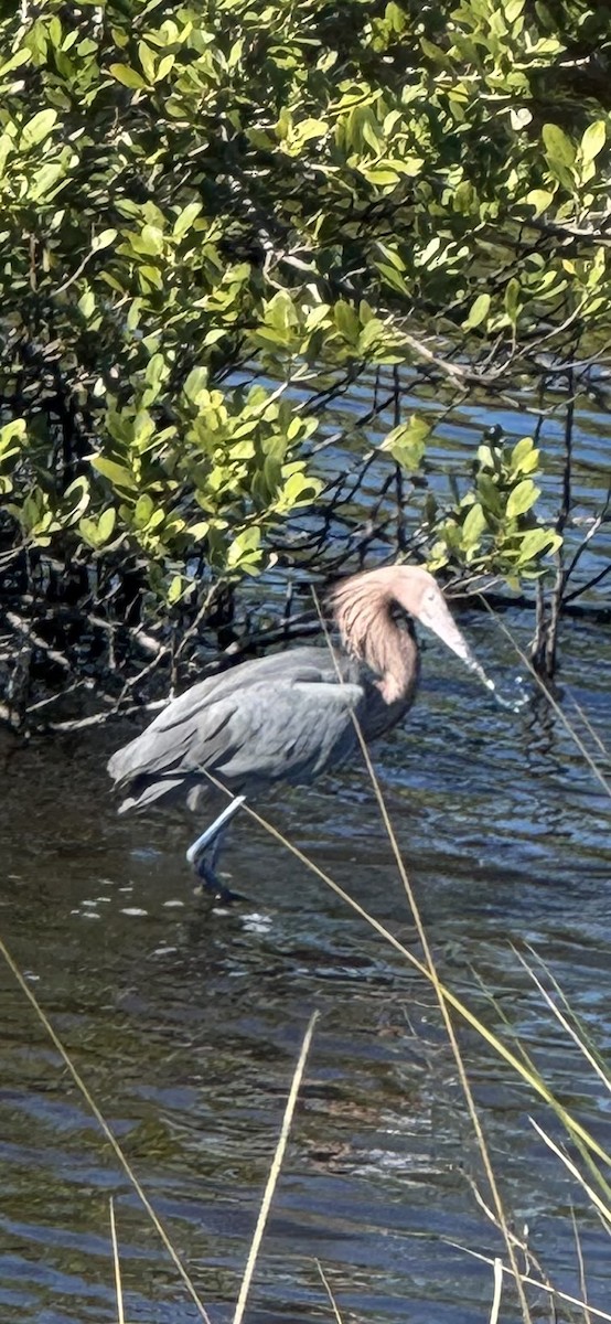 dansehegre - ML646760589