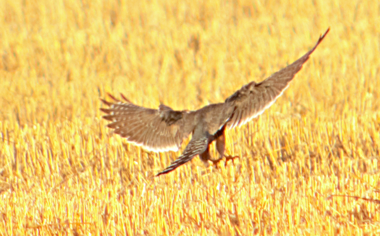 aplomadofalk - ML646760590