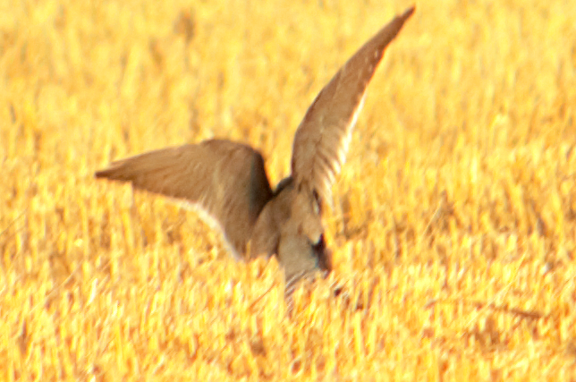 aplomadofalk - ML646760591