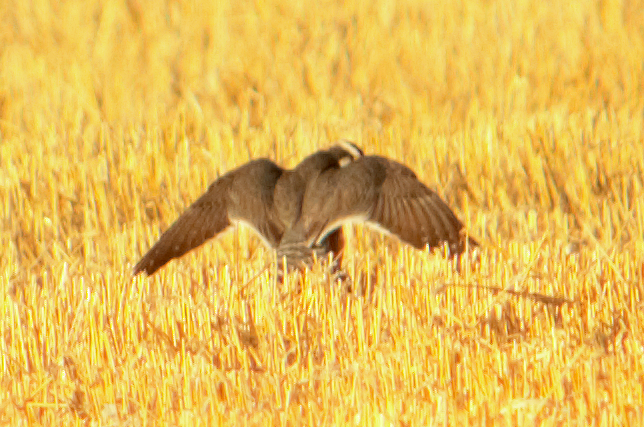 aplomadofalk - ML646760592