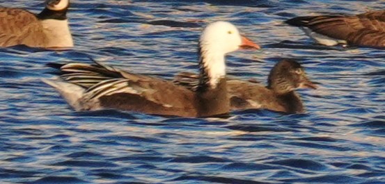 snøgås - ML646760594