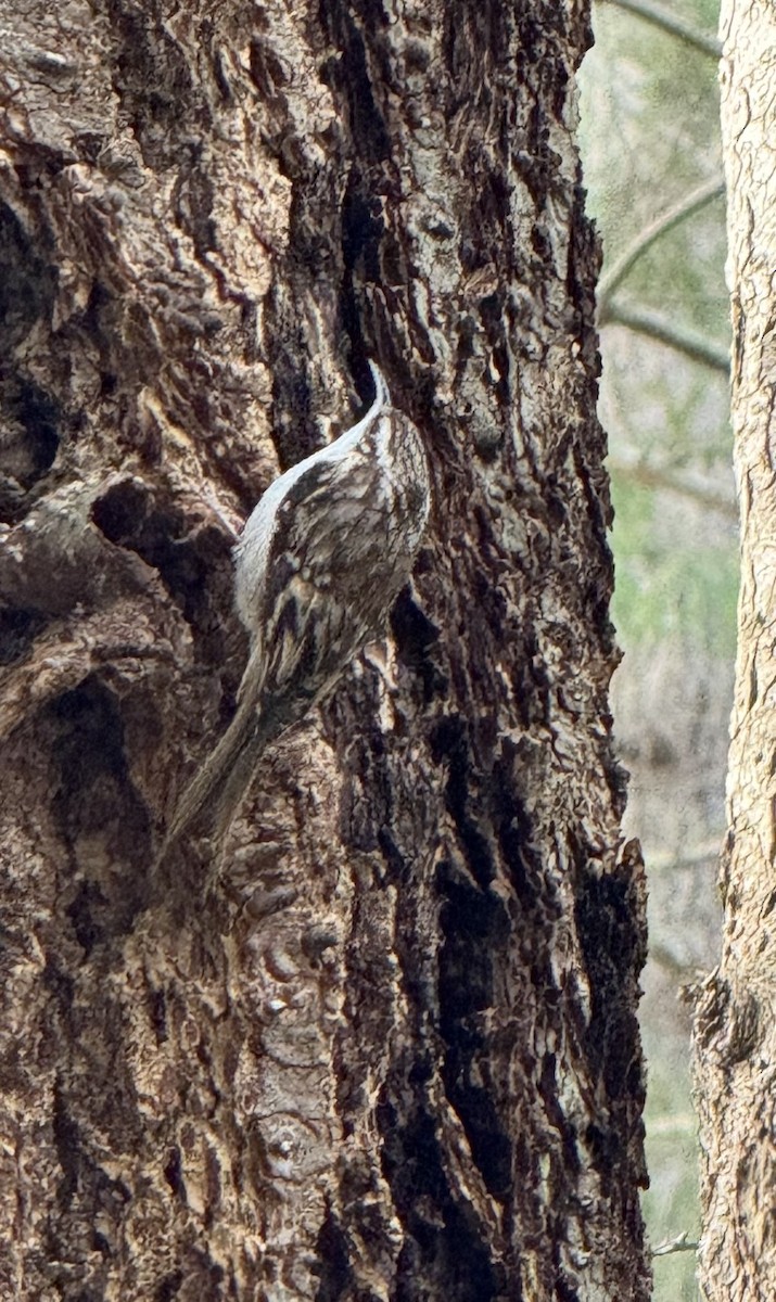 amerikatrekryper - ML646760595