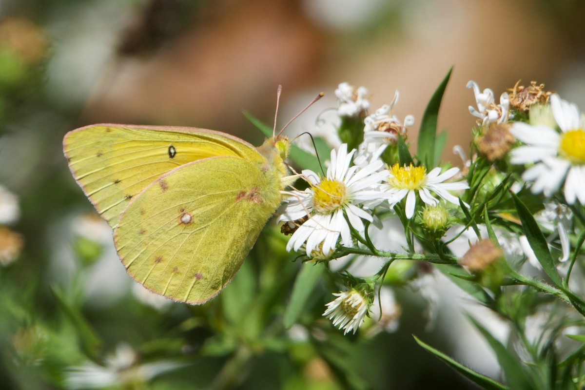 Orange Sulphur - ML646760597