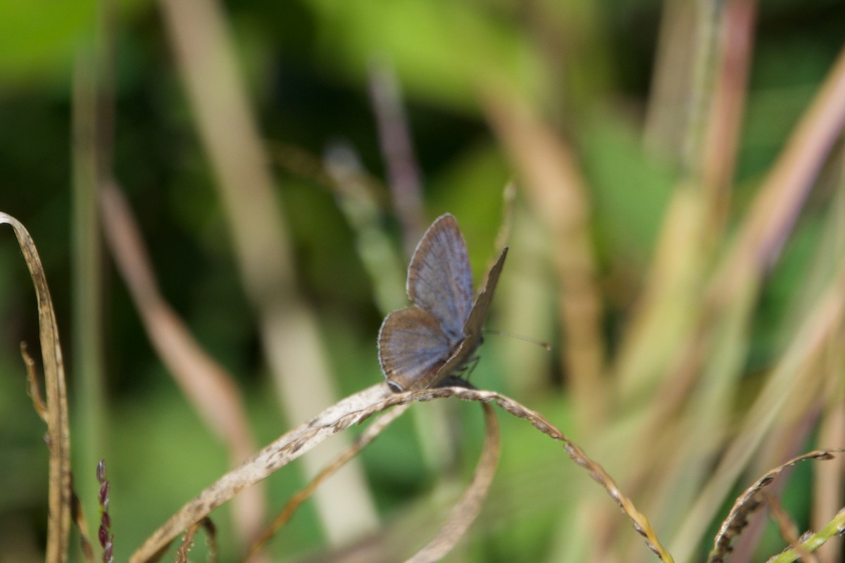 Eastern Tailed-Blue - ML646760598
