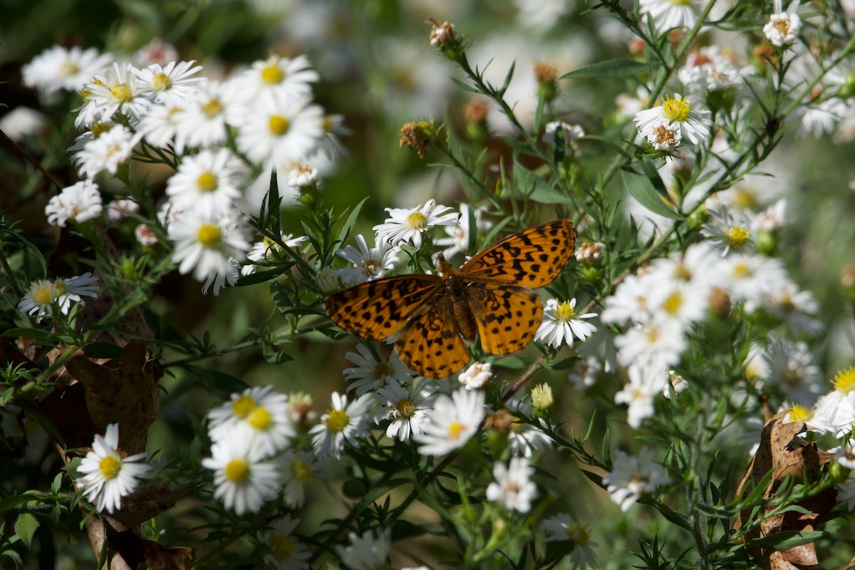 Meadow Fritillary - ML646760599