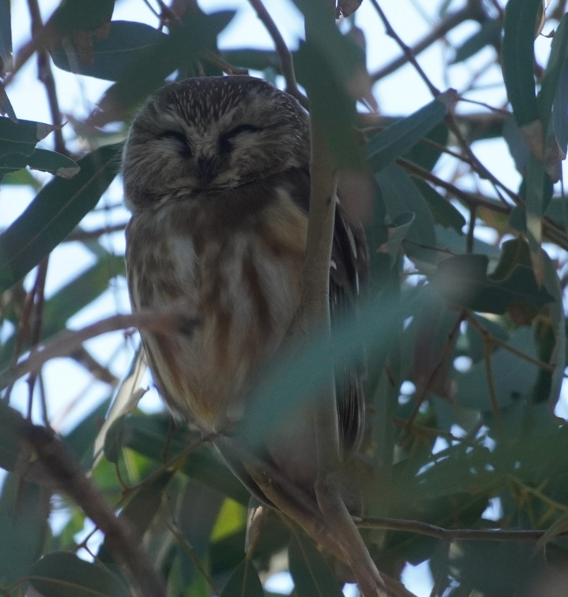 アメリカキンメフクロウ - ML646760601