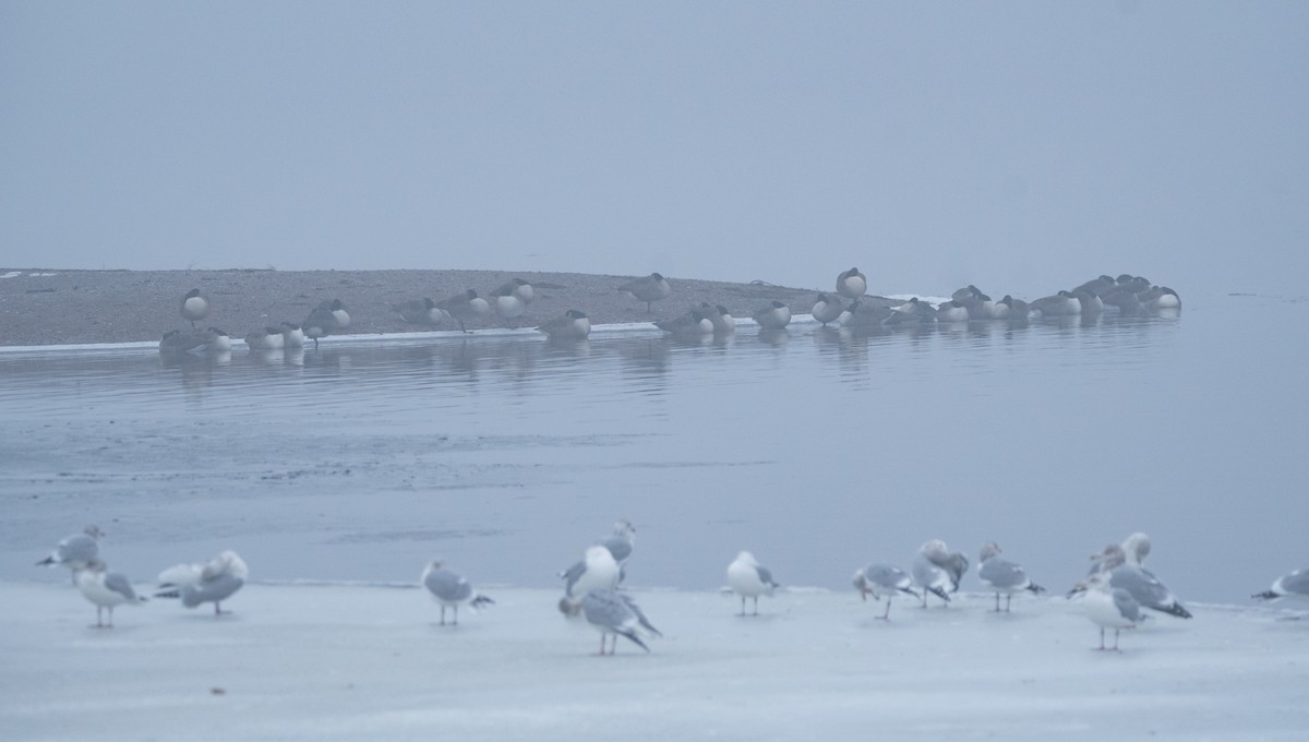 Canada Goose - ML646760602