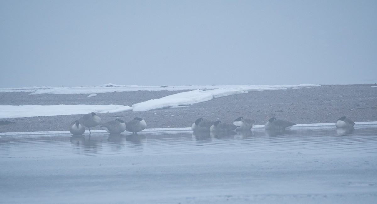 Canada Goose - ML646760603