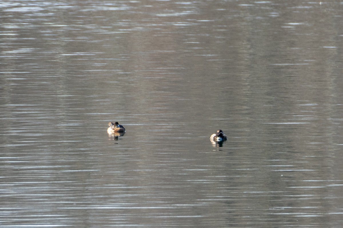 duck sp. - ML646760608