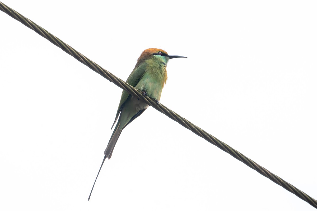 Asian Green Bee-eater - ML646760609