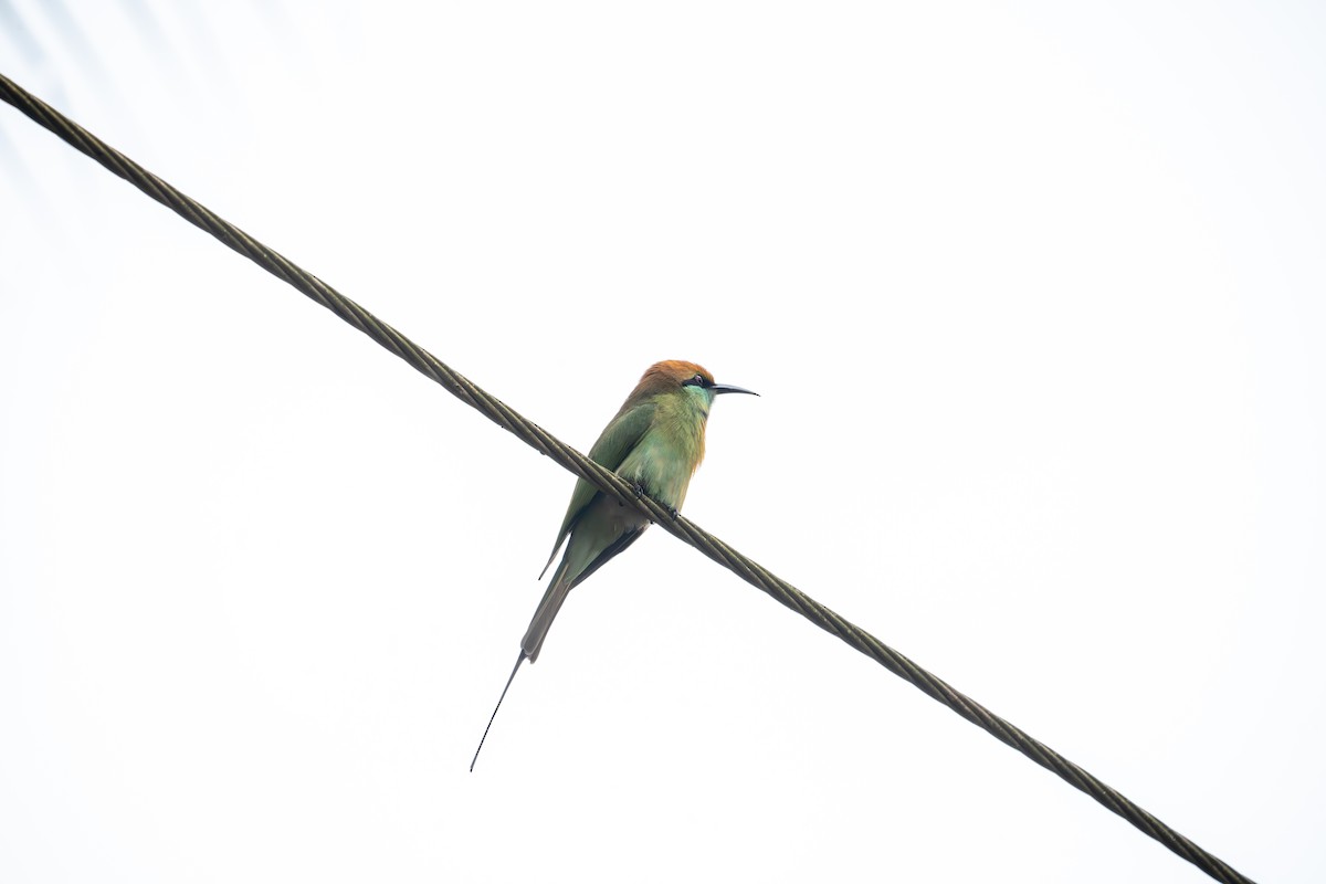 Asian Green Bee-eater - ML646760610