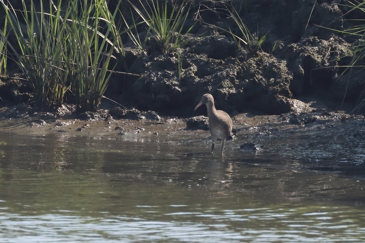 ヒガシオニクイナ - ML646760611