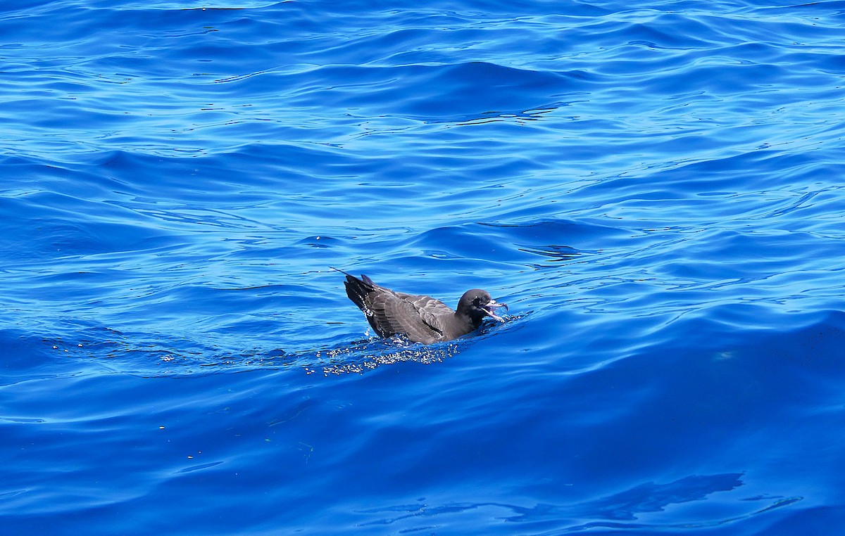 Blassfuß-Sturmtaucher - ML646760613