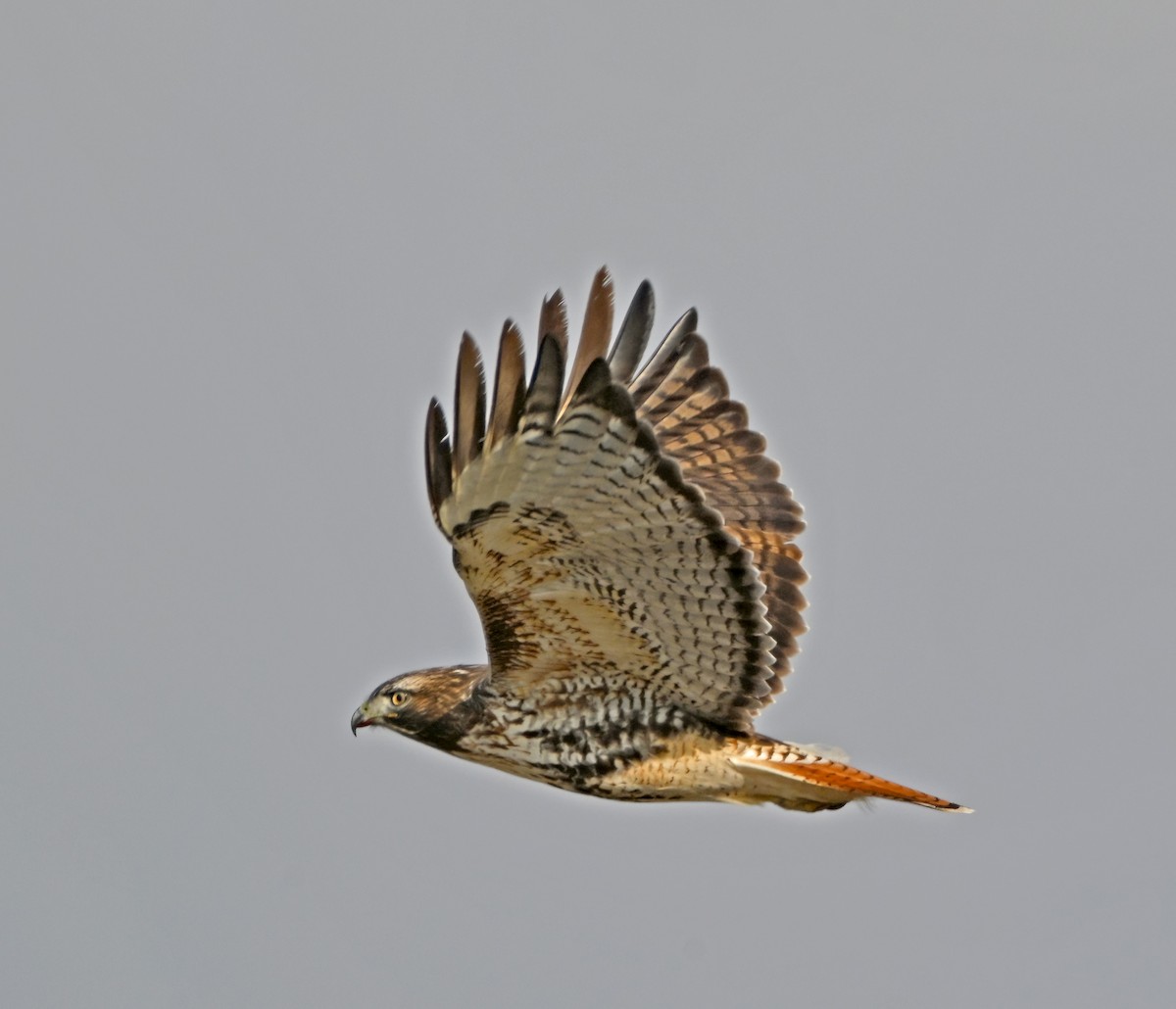 Red-tailed Hawk - ML646760614