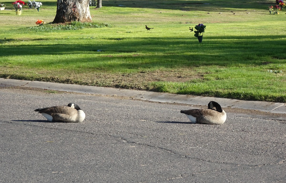 Canada Goose - ML646760615