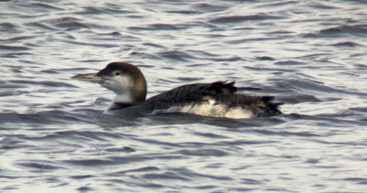 Common Loon - ML646760616