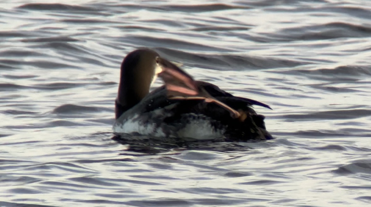 Common Loon - ML646760619