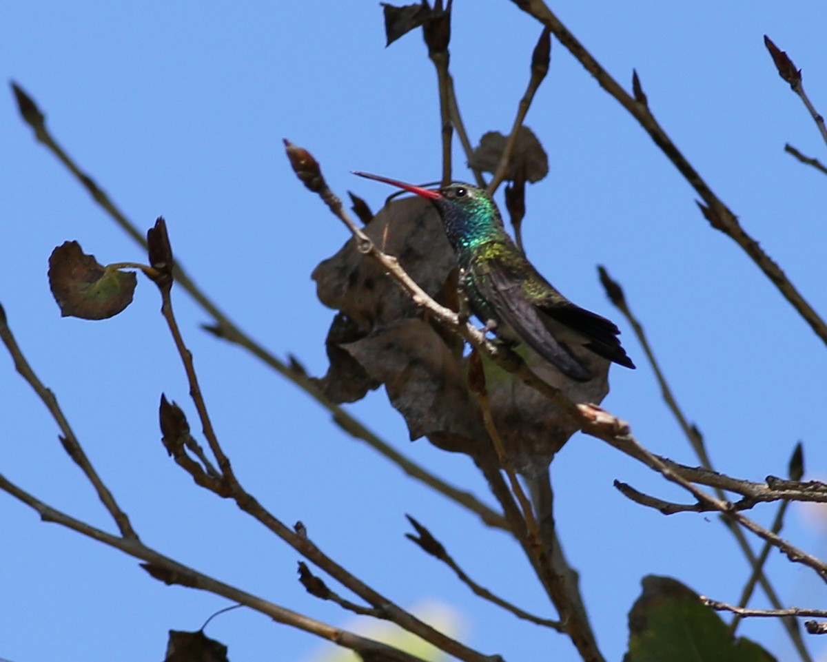 Broad-billed Hummingbird - ML646760621