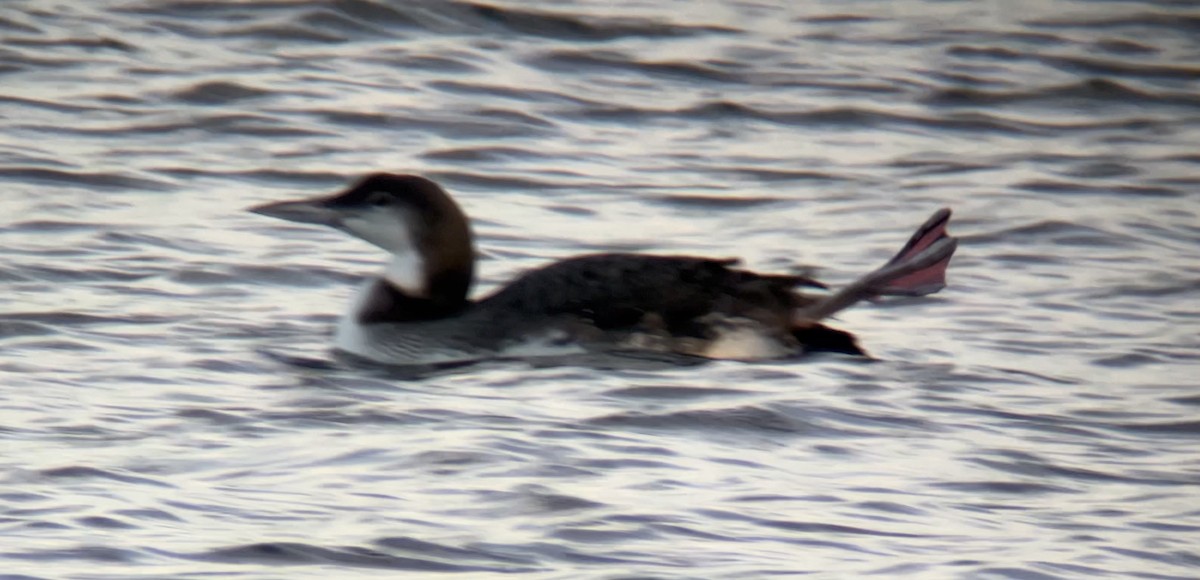 Common Loon - ML646760622